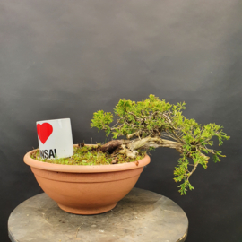 Juniperus Sabina