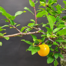 Prunus Cerasifera