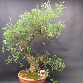 Quercus Suber