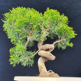 Juniperus Itoiigawa