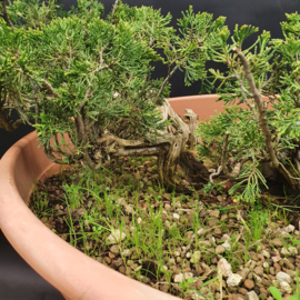 Juniperus Sabina