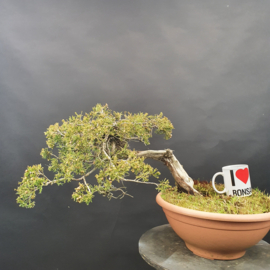 Juniperus Sabina