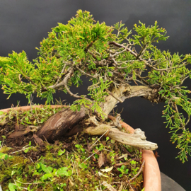 Juniperus Sabina