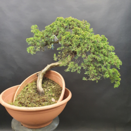 Juniperus Sabina