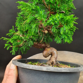 Juniperus Itoiigawa