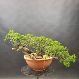 Juniperus Sabina