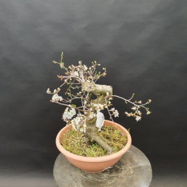Prunus Cerasifera