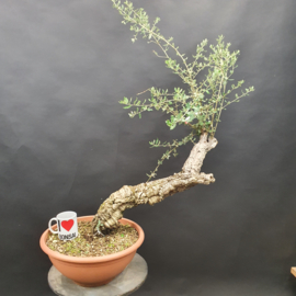 Quercus Suber