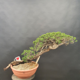 Juniperus Sabina