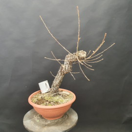 Quercus Faginea