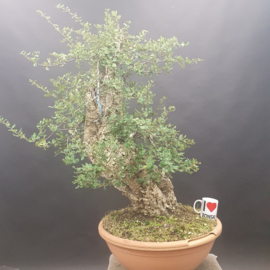 Quercus Suber