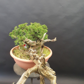 Juniperus Sabina