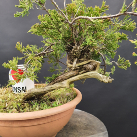 Juniperus Sabina