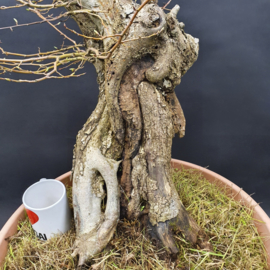 Carpinus