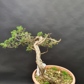 Juniperus Sabina