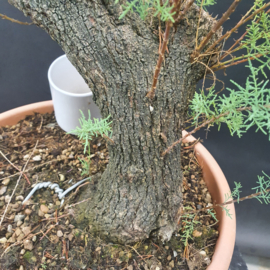 Tamarix Gallica