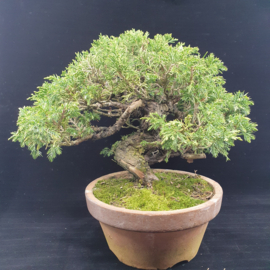 Juniperus Itoiigawa