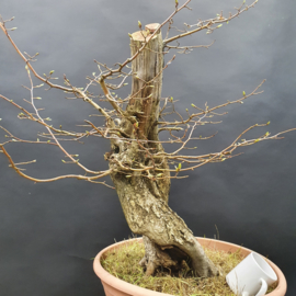 Carpinus