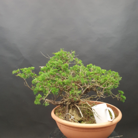 Juniperus Sabina