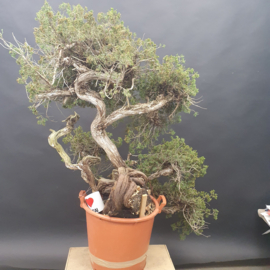 Juniperus Sabina