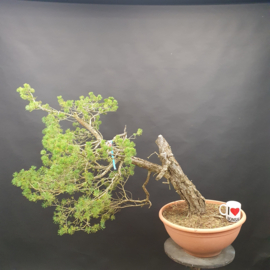 Pinus Sylvestris