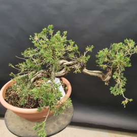 Juniperus Sabina