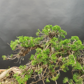 Juniperus Sabina