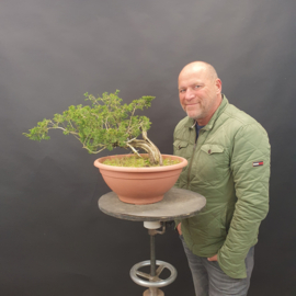 Juniperus Sabina
