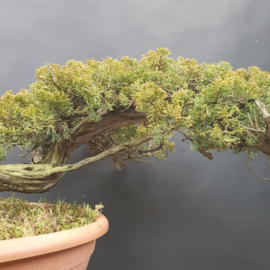 Juniperus Sabina