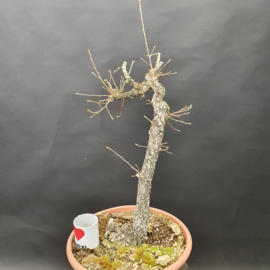 Quercus Faginea