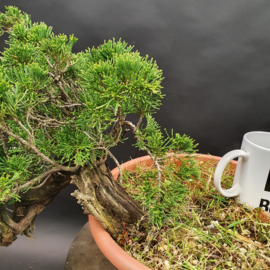 Juniperus Sabina