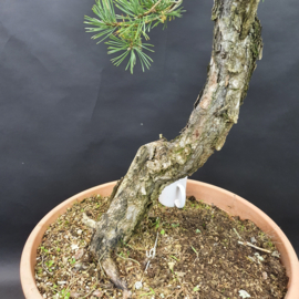 Pinus Sylvestris