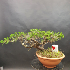Juniperus Sabina