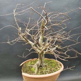 Carpinus