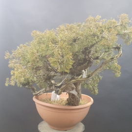 Juniperus Sabina