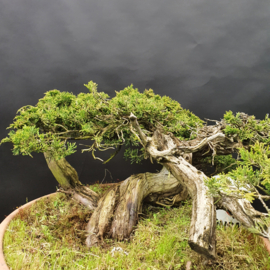 Juniperus Sabina