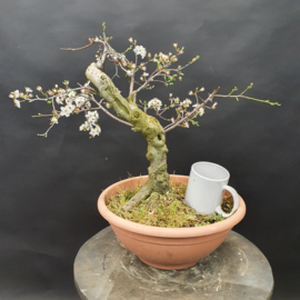 Prunus Cerasifera