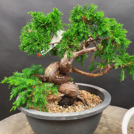 Juniperus Itoiigawa