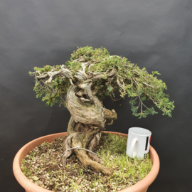 Juniperus Sabina