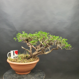 Juniperus Sabina