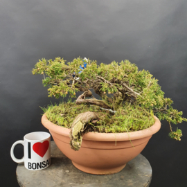 Juniperus Sabina