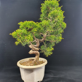 Juniperus Itoiigawa