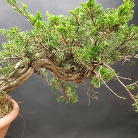 Juniperus Sabina