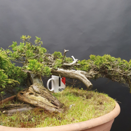 Juniperus Sabina