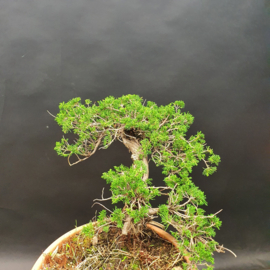 Juniperus Sabina