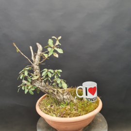 Quercus Faginea
