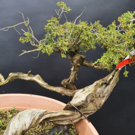 Juniperus Sabina