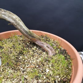 Juniperus Sabina