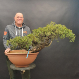 Juniperus Sabina