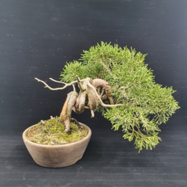 Juniperus Itoiigawa